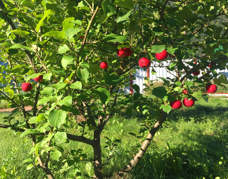 спелые яблочки во дворе